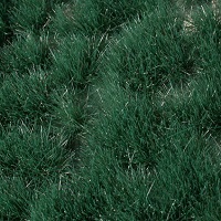 Grass Strips & Tufts